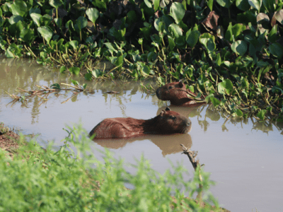 Overnachten in Braziliaans moerasgebied: Pantanal Jungle Lodge –&nbsp;Corumbá