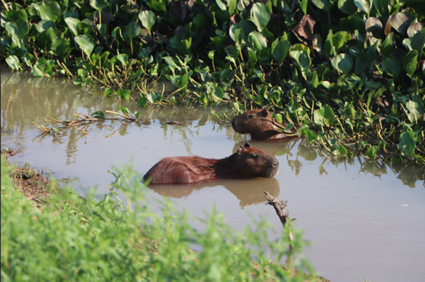 Overnachten in Braziliaans moerasgebied: Pantanal Jungle Lodge –&nbsp;Corumbá