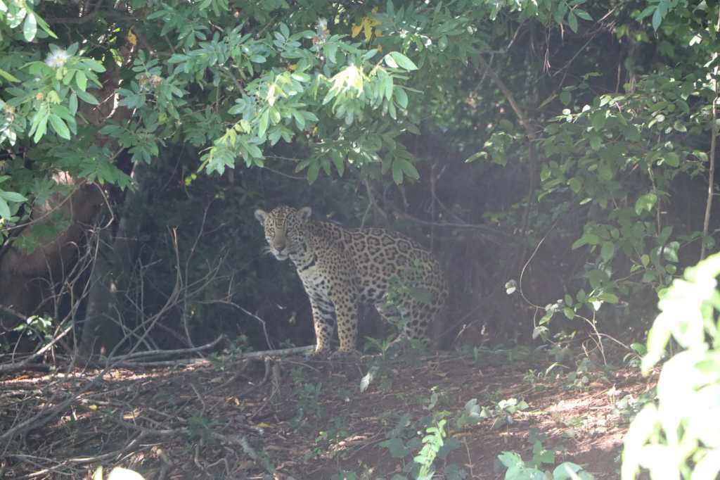 3 weken Brazilië: de ultieme&nbsp;reisroute