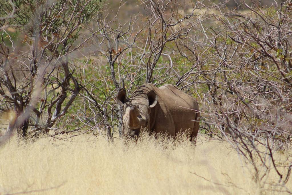 BIG 5: De Zwarte neushoorn opzoeken in Namibië –&nbsp;Damara